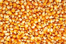 mercato del mais