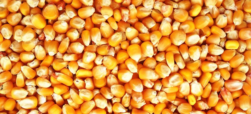 mercato del mais