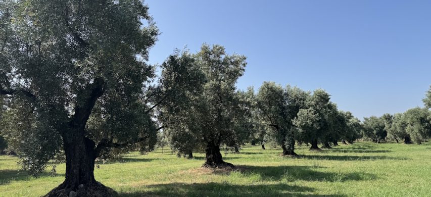 potatura olivo