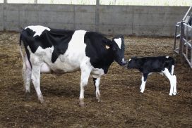 Nuovi aiuti agricoltura Masaf per filiere e allevamenti