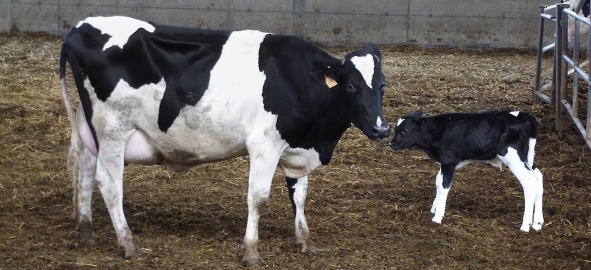 Nuovi aiuti agricoltura Masaf per filiere e allevamenti