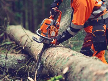 Husqvarna 564 XP in azione su tronco