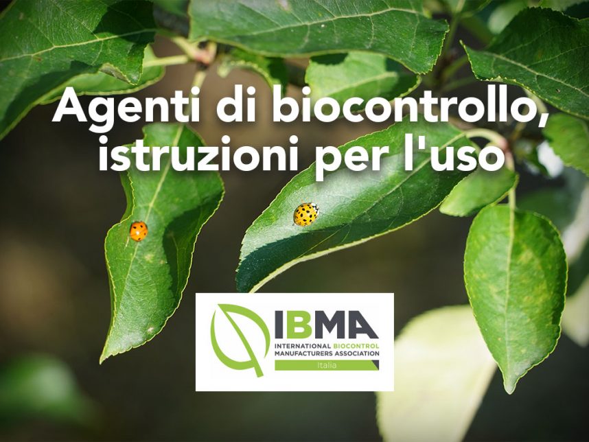 immagine in evidenza