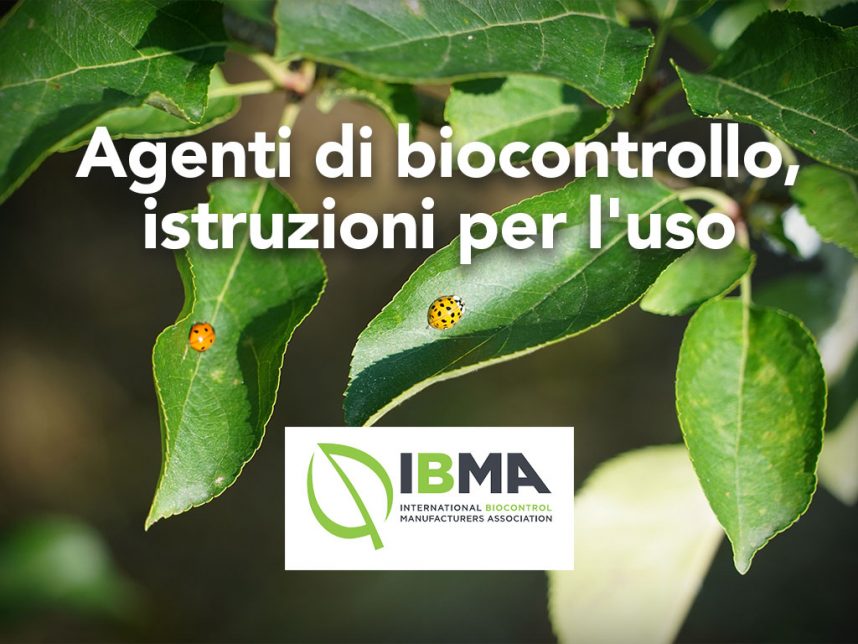 immagine in evidenza