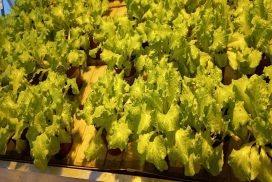 Lattughino con biostimolanti microalgali