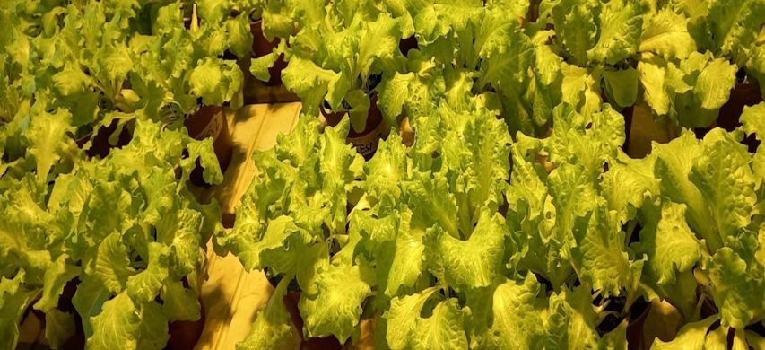 Lattughino con biostimolanti microalgali