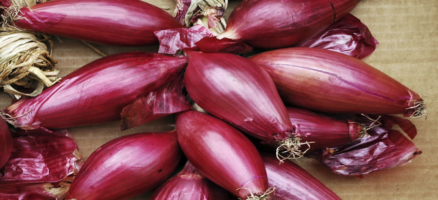 Cipolla-rossa-lunga-di-Tropea
