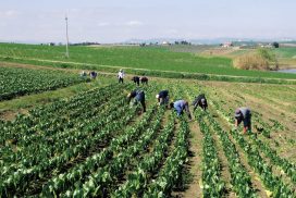 Lavoratori agricoli contributi Inail