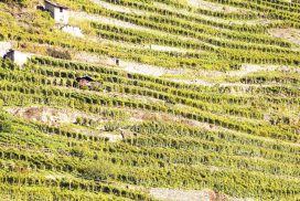 terrazzamenti in Valtellina