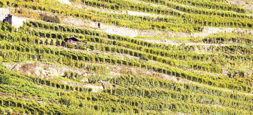 terrazzamenti in Valtellina