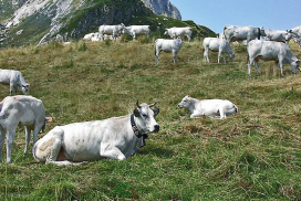 bovine di montagna zootecnia