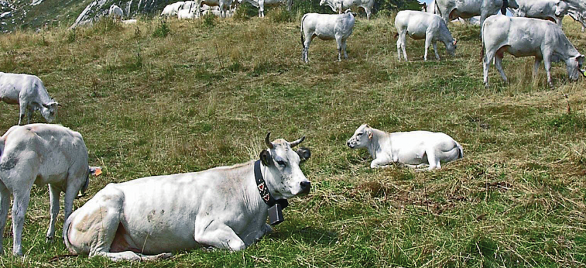 bovine di montagna zootecnia