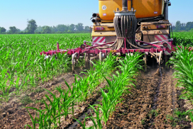 fertilizzazione mais