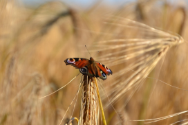 farfalla ripristino natura