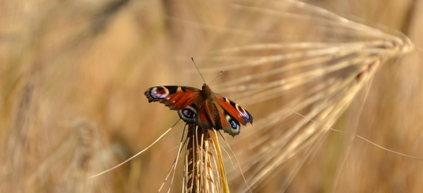 farfalla ripristino natura