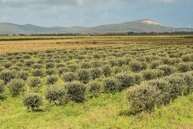 Uno scorcio dell'impianto a parete continua