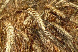 cun grano duro
