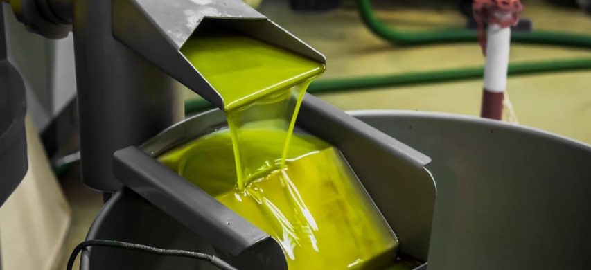 olio d'oliva piano olivicolo