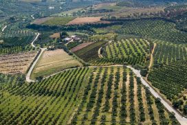 Vista panoramica di oliveti afferenti alla Società Bono Aziende Agricole.