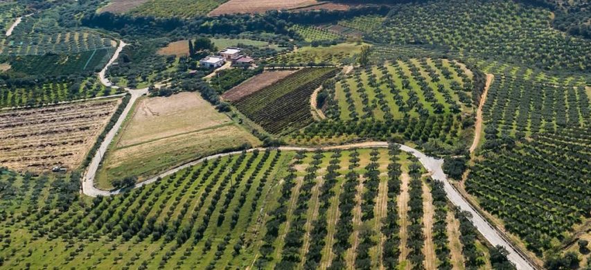 Vista panoramica di oliveti afferenti alla Società Bono Aziende Agricole.