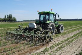 La sarchiatrice Gaeford-Robocrop-Inter-row in azione