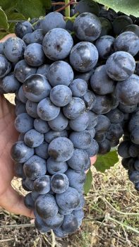 Grappolo di Barbera