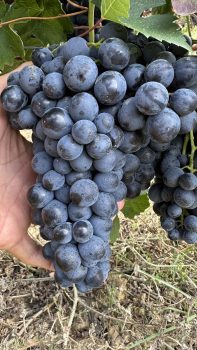 Grappolo di Barbera maturo