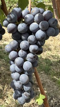 Grappolo di Nebbiolo