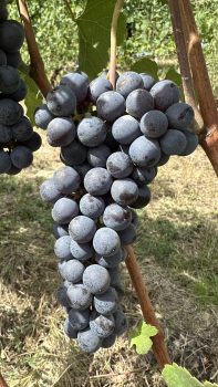 Grappolo maturo di Nebbiolo