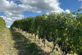Filari di Nebbiolo con grappoli maturi