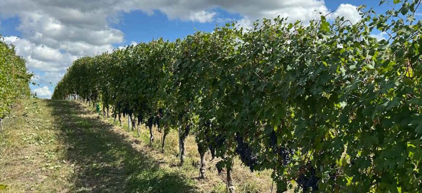 Filari di Nebbiolo con grappoli maturi