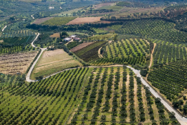 Vista panoramica di oliveti afferenti alla Società Bono Aziende Agricole (Bonolio)