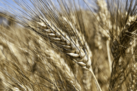 grano