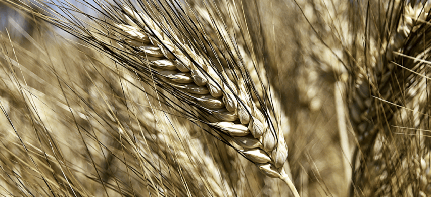 grano
