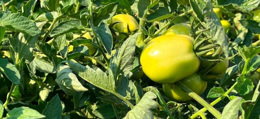 biostimolanti pomodoro