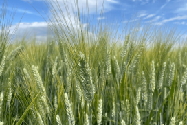 grano duro
