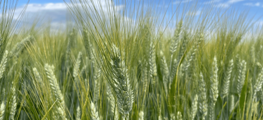 grano duro