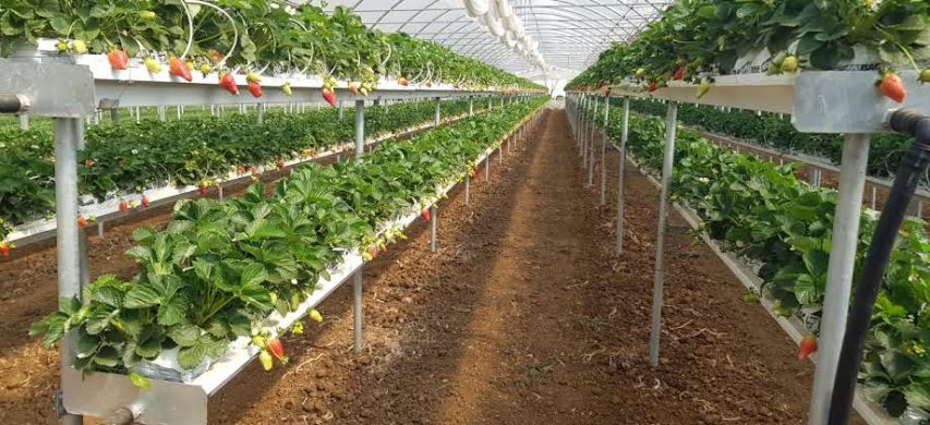 fragola doppio livello