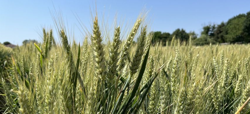 grano tenero