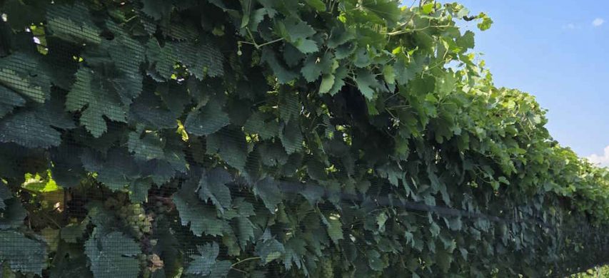 reti anti grandine su garganega